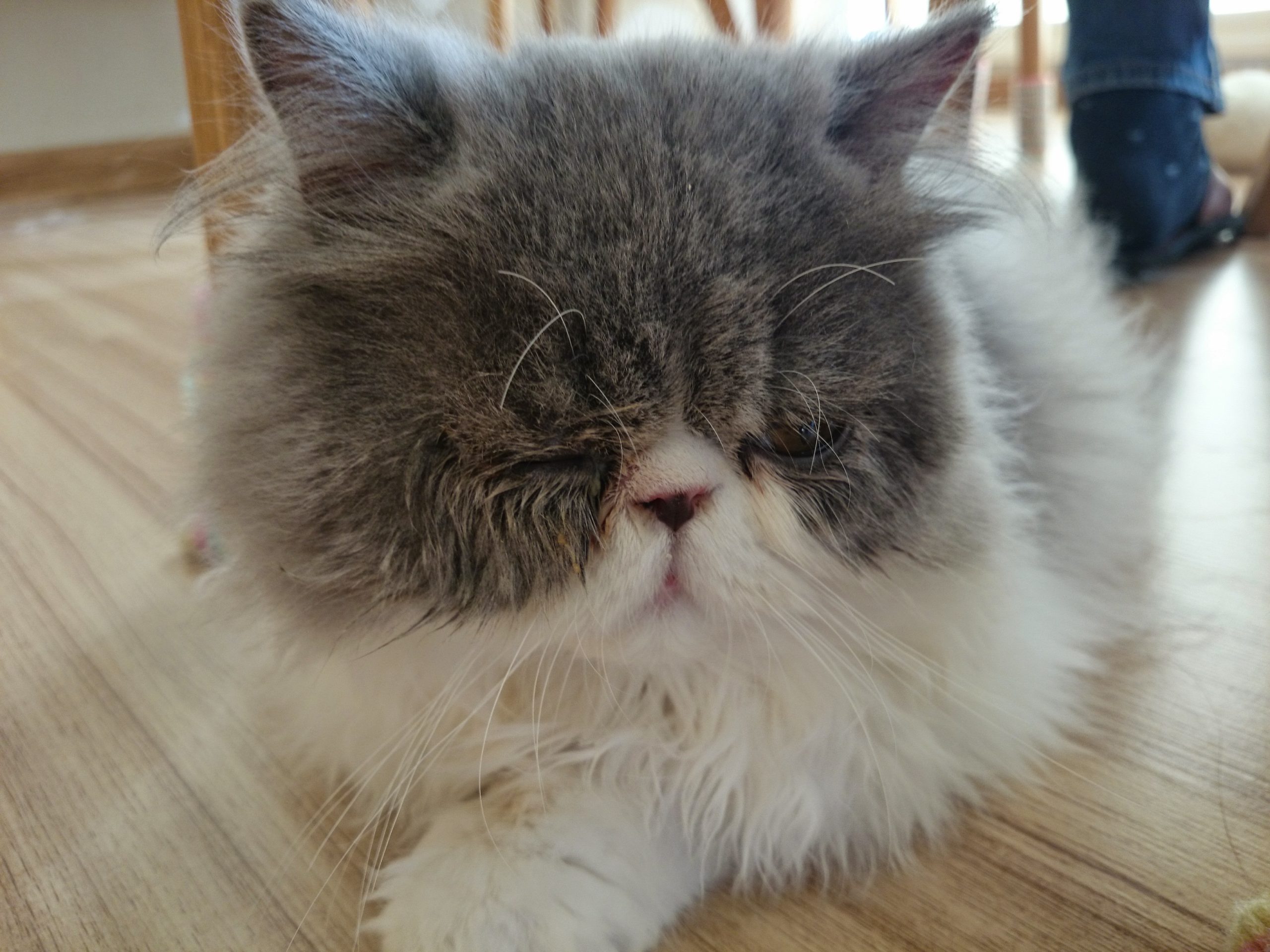 タイ原種の猫 Thai Original Cat Cat In Thailand キャット イン タイランド