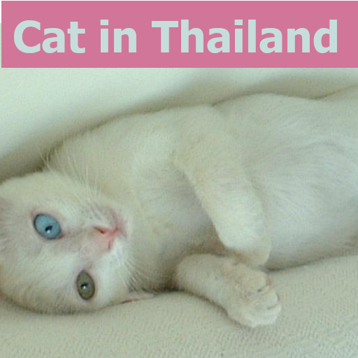 Cat in Thailand　キャット・イン・タイランド